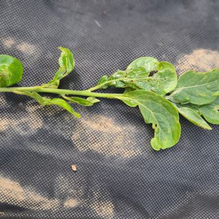 오재오님의 감 · 병해충상담 작성글 사진