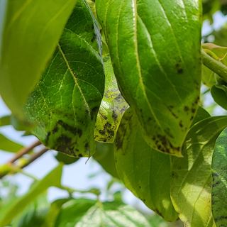 오재오님의 감 · 병해충상담 작성글 사진