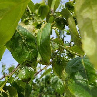 오재오님의 감 · 병해충상담 작성글 사진