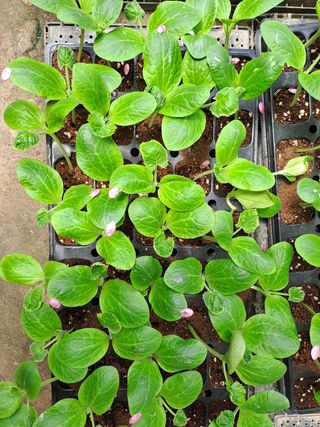 봉골농원님의 호박 · 영농일지 작성글 사진