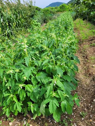 구영숙님의 내 농사 경력 자랑하기 · 참여 작성글 사진