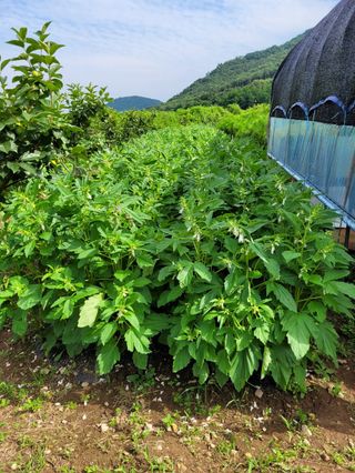 구영숙님의 내 농사 경력 자랑하기 · 참여 작성글 사진