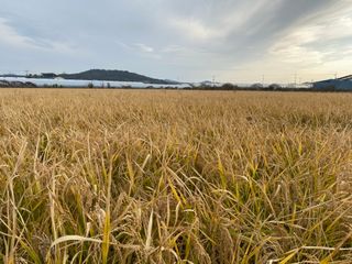 한밭쌀농장님의 내 농사 경력 자랑하기 · 참여 작성글 사진