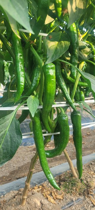 이균영님의 내 농사 경력 자랑하기 · 참여 작성글 사진