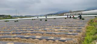 이균영님의 내 농사 경력 자랑하기 · 참여 작성글 사진