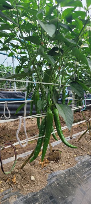 이균영님의 내 농사 경력 자랑하기 · 참여 작성글 사진