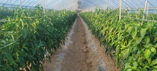 이균영님의 내 농사 경력 자랑하기 · 참여 작성글 사진