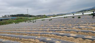 이균영님의 내 농사 경력 자랑하기 · 참여 작성글 사진