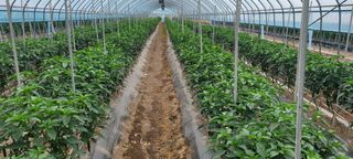 이균영님의 내 농사 경력 자랑하기 · 참여 작성글 사진