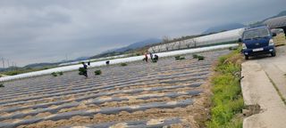 이균영님의 내 농사 경력 자랑하기 · 참여 작성글 사진