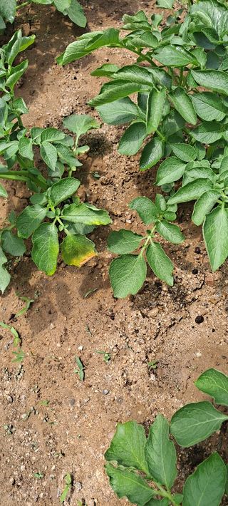 용두예비님의 감자 · 병해충상담 작성글 사진