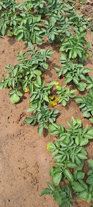 용두예비님의 감자 · 병해충상담 작성글 사진