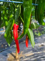 팜모닝 내 농사 경력 자랑하기·참여 게시글 이미지