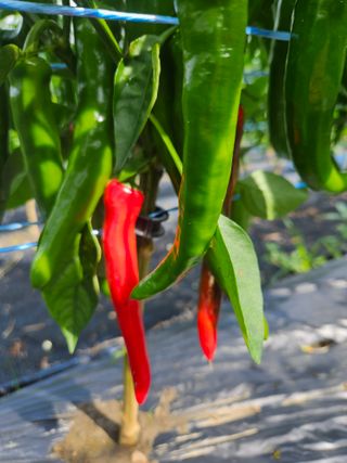 김보리님의 내 농사 경력 자랑하기 · 참여 작성글 사진