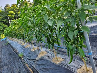 김보리님의 내 농사 경력 자랑하기 · 참여 작성글 사진