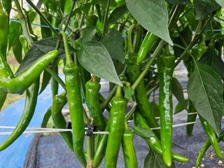 김보리님의 내 농사 경력 자랑하기 · 참여 작성글 사진