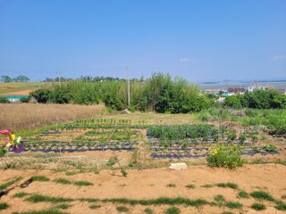 김 농부님의 내 농사 경력 자랑하기 · 참여 작성글 사진