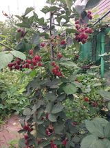 팜모닝 내 농사 경력 자랑하기·참여 게시글 이미지