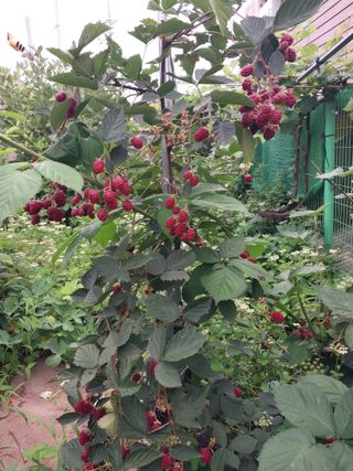 33okok님의 내 농사 경력 자랑하기 · 참여 작성글 사진