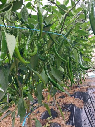 33okok님의 내 농사 경력 자랑하기 · 참여 작성글 사진