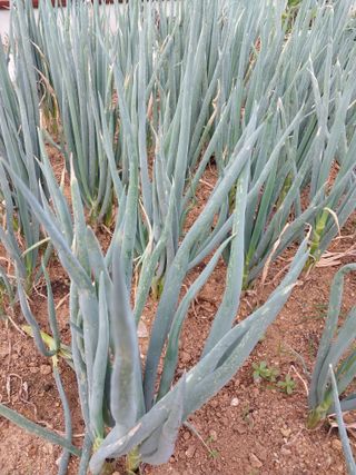 33okok님의 내 농사 경력 자랑하기 · 참여 작성글 사진