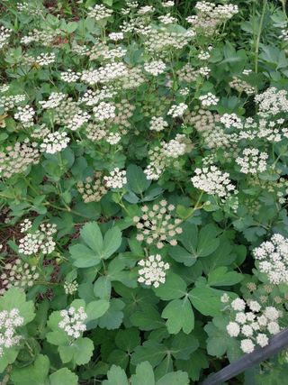 33okok님의 내 농사 경력 자랑하기 · 참여 작성글 사진