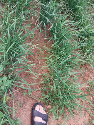 33okok님의 내 농사 경력 자랑하기 · 참여 작성글 사진