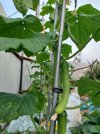 33okok님의 내 농사 경력 자랑하기 · 참여 작성글 사진