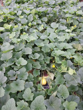 33okok님의 내 농사 경력 자랑하기 · 참여 작성글 사진