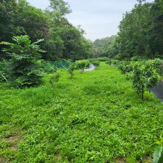 양배추21889님의 내 농사 경력 자랑하기 · 참여 작성글 사진