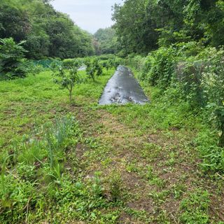 양배추21889님의 내 농사 경력 자랑하기 · 참여 작성글 사진