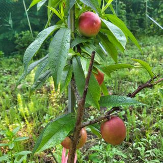 양배추21889님의 내 농사 경력 자랑하기 · 참여 작성글 사진