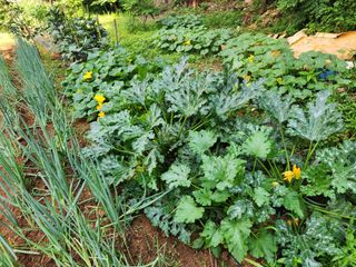 전병대님의 내 농사 경력 자랑하기 · 참여 작성글 사진