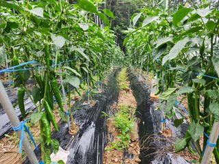 전병대님의 내 농사 경력 자랑하기 · 참여 작성글 사진