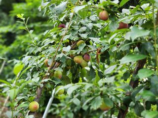 전병대님의 내 농사 경력 자랑하기 · 참여 작성글 사진
