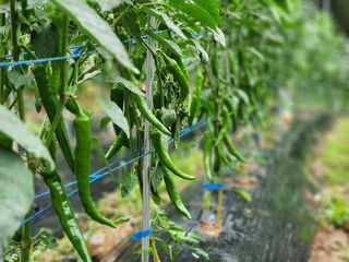 전병대님의 내 농사 경력 자랑하기 · 참여 작성글 사진