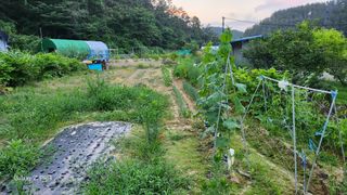 회야농원(정창규)님의 내 농사 경력 자랑하기 · 참여 작성글 사진