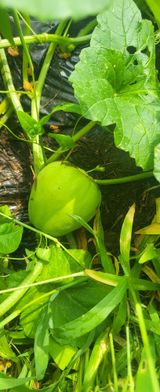 팜모닝 내 농사 경력 자랑하기·참여 게시글 이미지