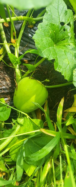 김원영님의 내 농사 경력 자랑하기 · 참여 작성글 사진