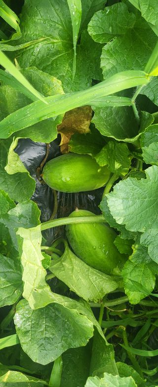 김원영님의 내 농사 경력 자랑하기 · 참여 작성글 사진