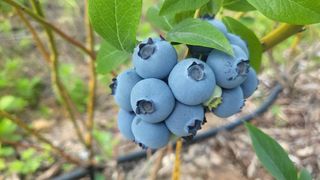 카리마님의 내 농사 경력 자랑하기 · 참여 작성글 사진