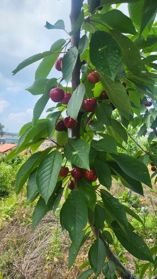 카리마님의 내 농사 경력 자랑하기 · 참여 작성글 사진