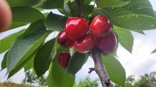 카리마님의 내 농사 경력 자랑하기 · 참여 작성글 사진