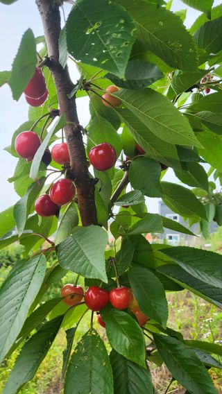 카리마님의 내 농사 경력 자랑하기 · 참여 작성글 사진