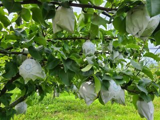 황소농원(배)님의 배 · 수확 작성글 사진