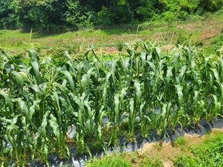 한울엄마님의 내 농사 경력 자랑하기 · 참여 작성글 사진