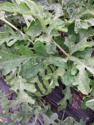 해안로님의 자유주제 · 자유게시판 작성글 사진