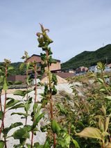 팜모닝 매실·병해충상담 게시글 이미지