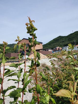 춘천(세모돌이)님의 매실 · 병해충상담 작성글 사진