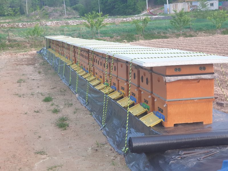 장터 상품 [천연 아카시아꿀 2.4kg] 썸네일